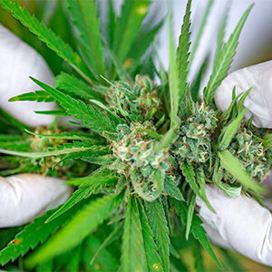 Researcher Examining Cannabis Bud for Pests and Parasites.